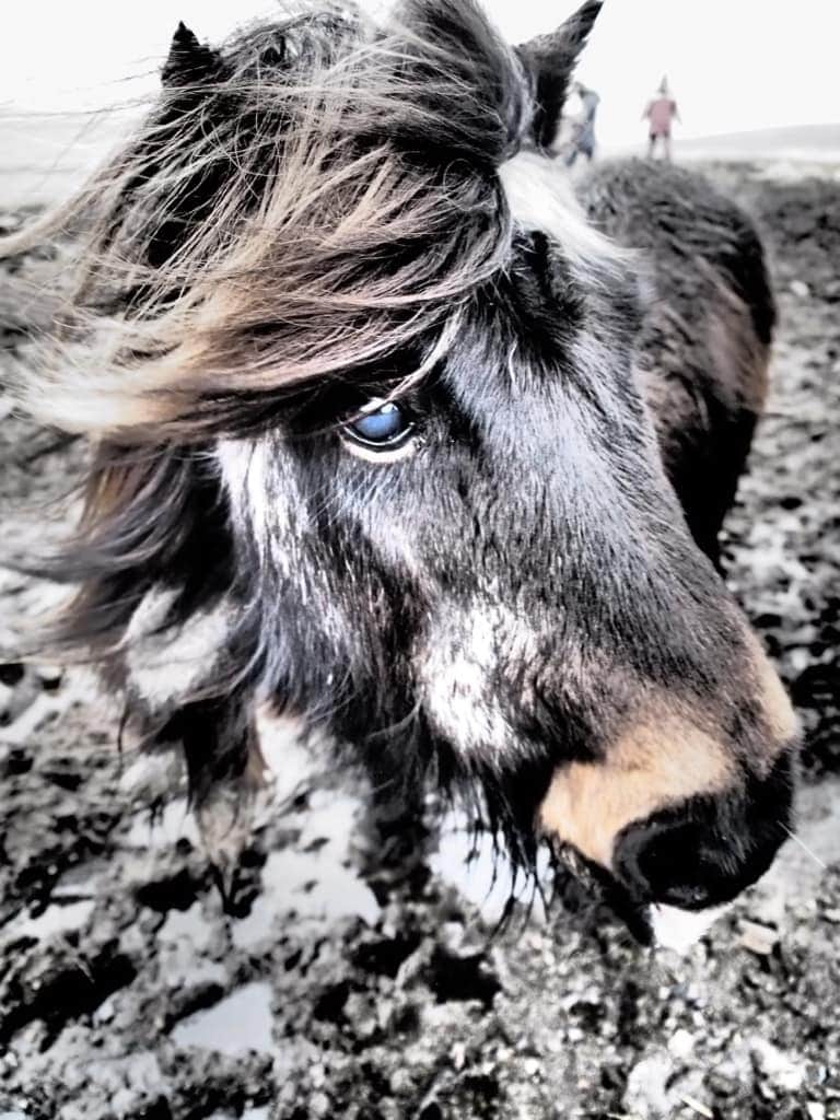 Tierische Erlebnisse: Auf den Shetlandinseln ist das Leben wahrlich kein Ponyhof, die Inseln lohnen trotzdem den Besuch.