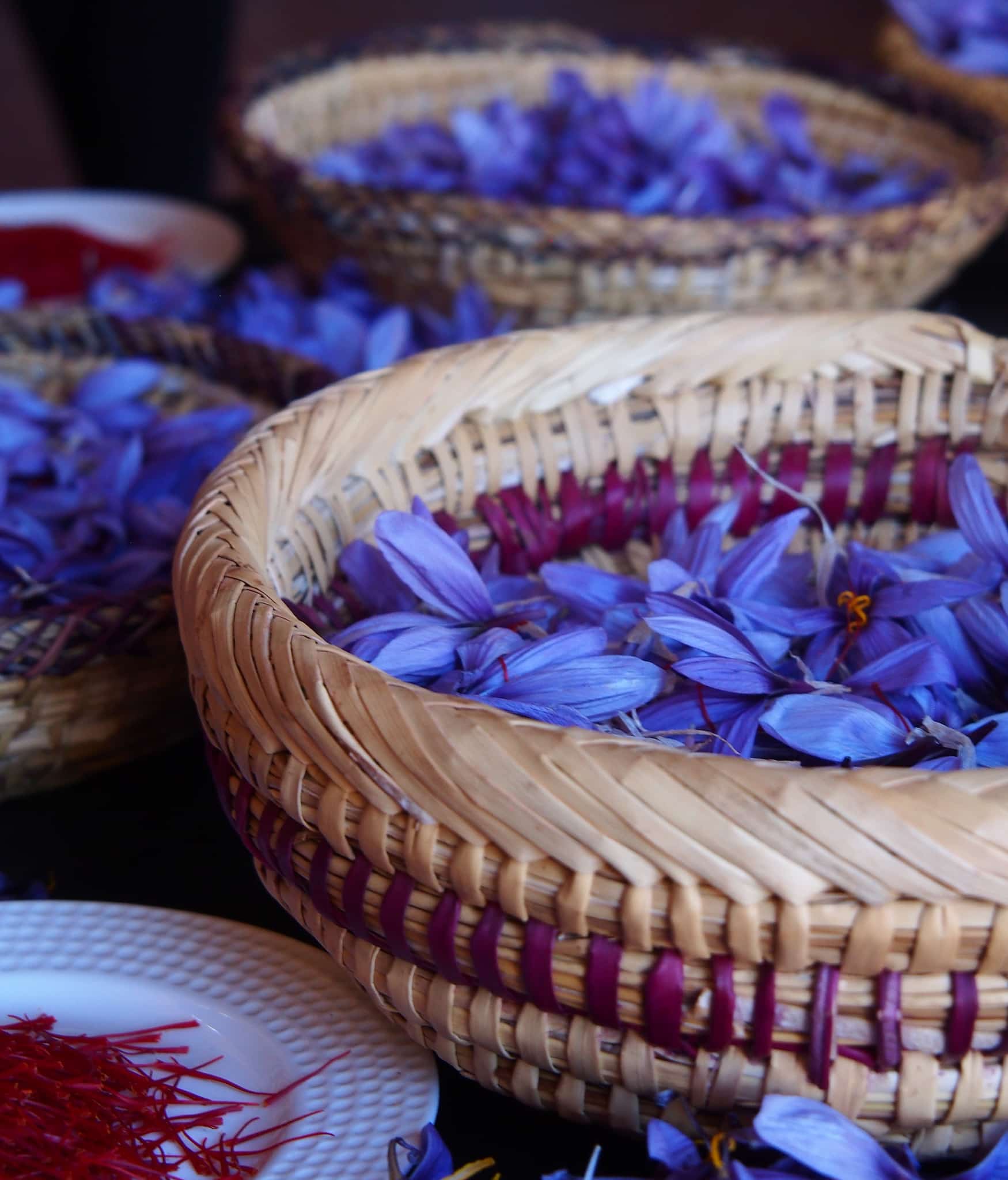 Safranblüten im Paradise du Safran - Marrakesch - Kreative