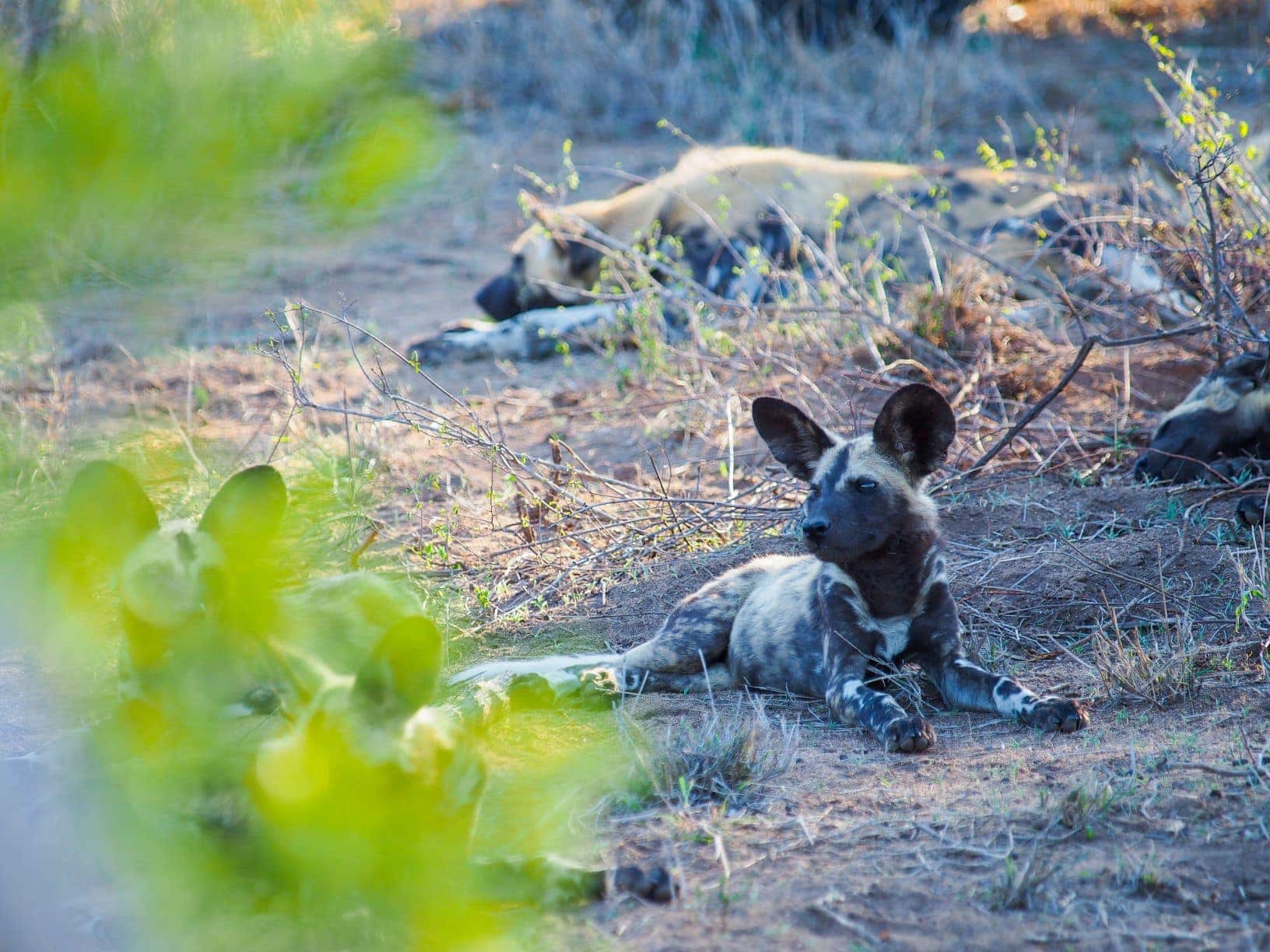 Wildhund in Sabi Sabi