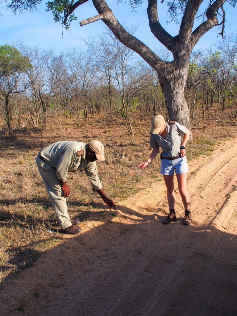 Spurensuche in der Sabi Sabi Earth Lodge