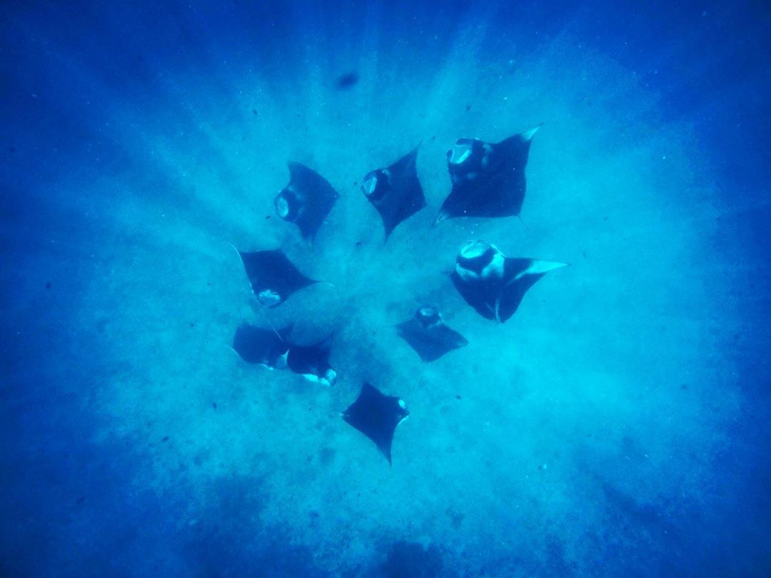 Ab ins Blaue – Wir schicken ein paar tierische Grüße von den Malediven! #mantalove @faarufushimaldives #comewithme #oceanlovers #malediven #maledives #reporterontour #passionpassport #dive #schnorcheltour #unterwasser #abinsblaue #traveldeeper #manta #wildlife #wildlifephotography #faarufushi #faarufushimaldives