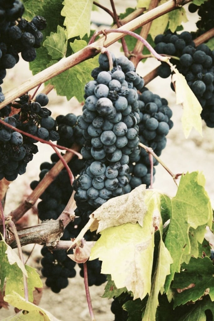 Weinrebe