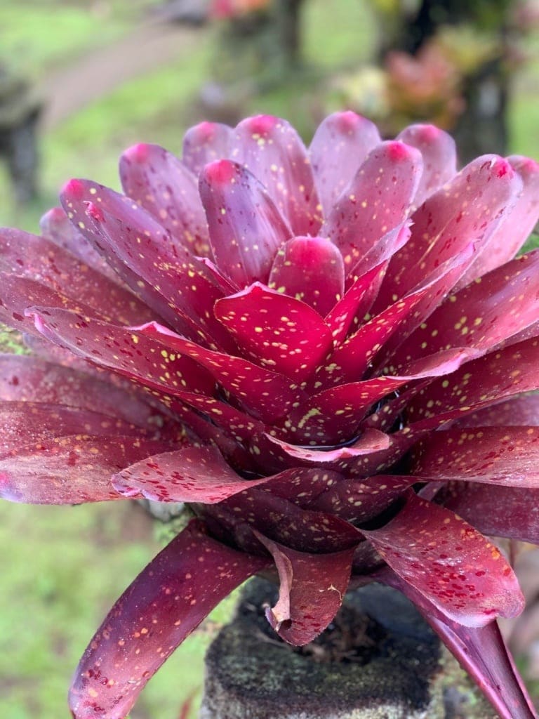 Bromeliengewächs