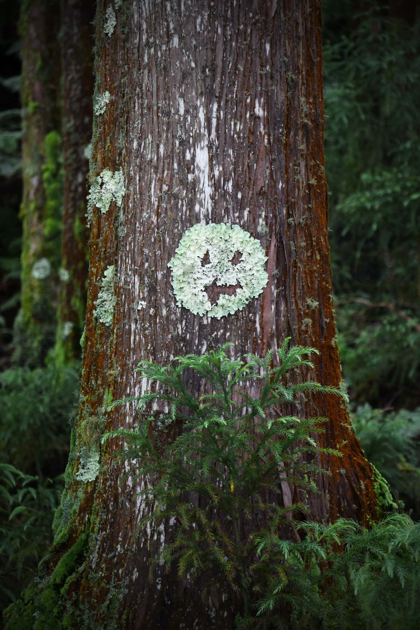 Natur auf den Azoren