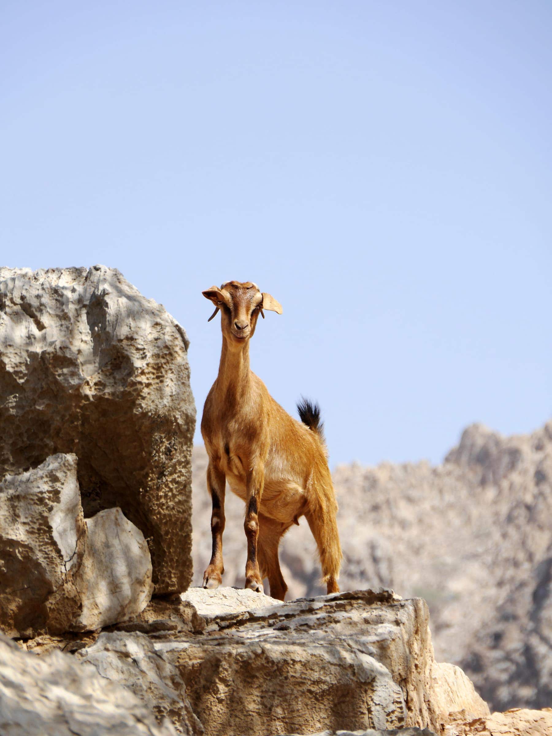 Ziege in der Bergwald des Oman
