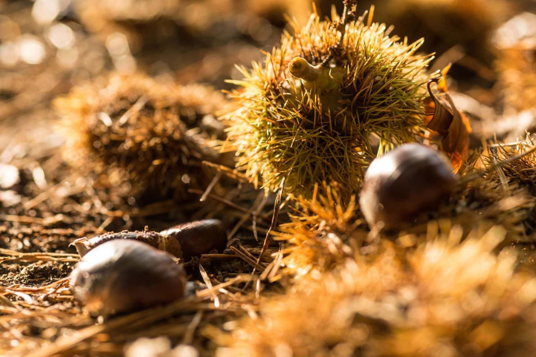 Esskastanien liegen auf Waldboden