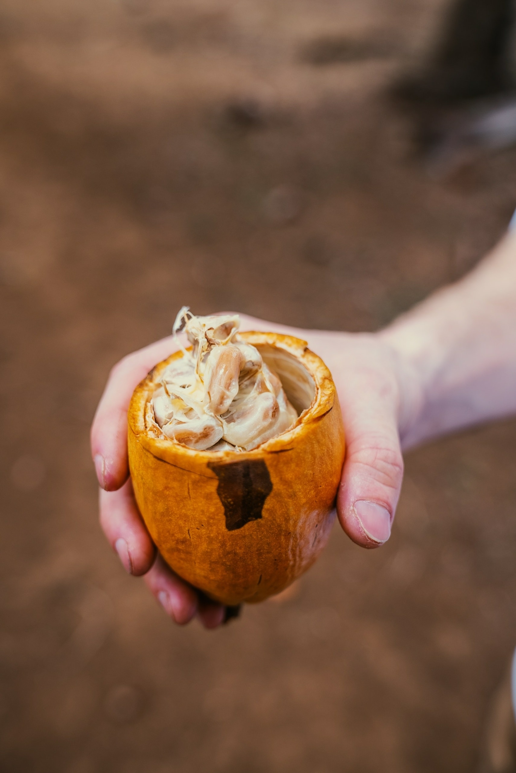 Kakao in Nicaragua