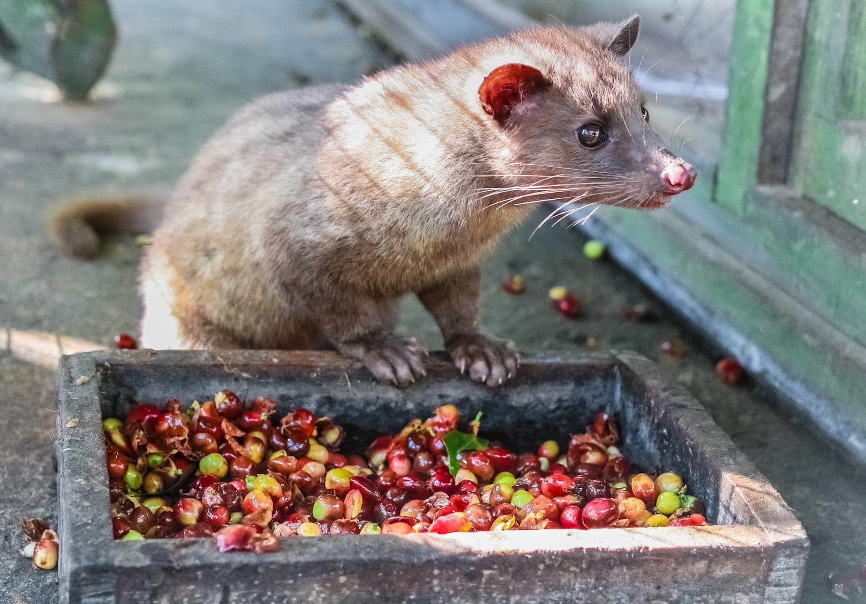 Schleichkatze - Katzenkaffee aus Vietnam