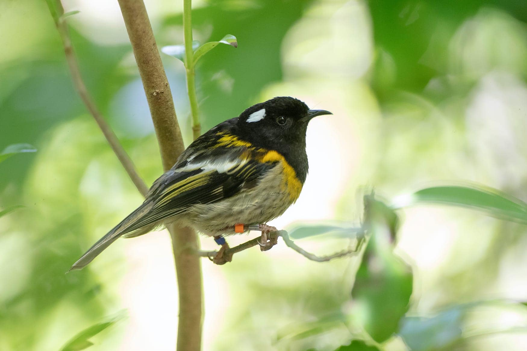 Hihi-Vogel auf Tiritiri Matangi in Neuseeland