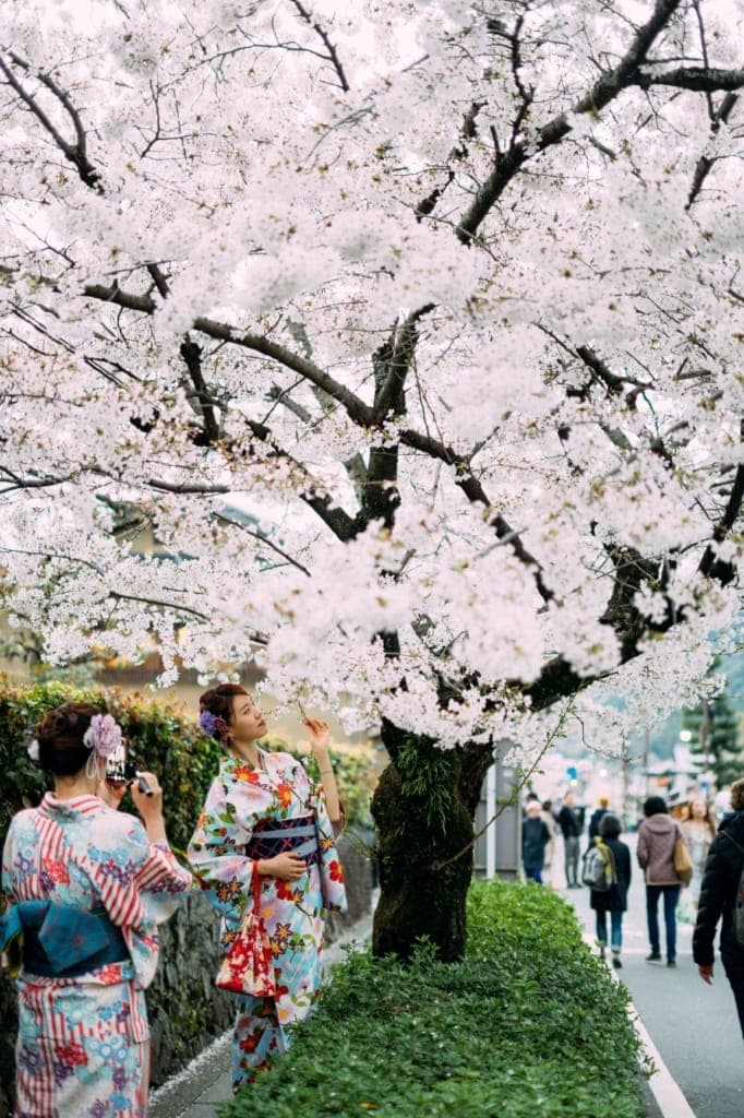 Kirschbaumblüte in Japan