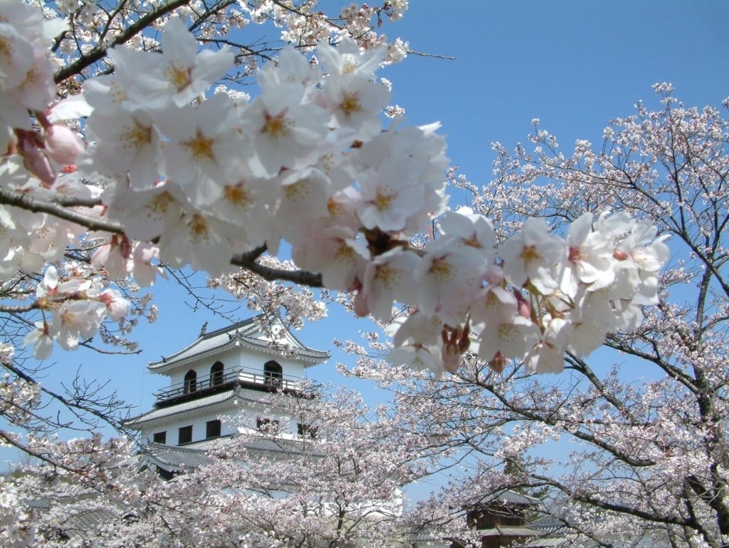 Shiroishi Castle in Japan während der Kirschbaumblüte