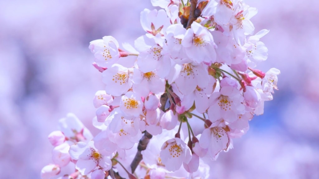 Kirschbaumblüte in Japan