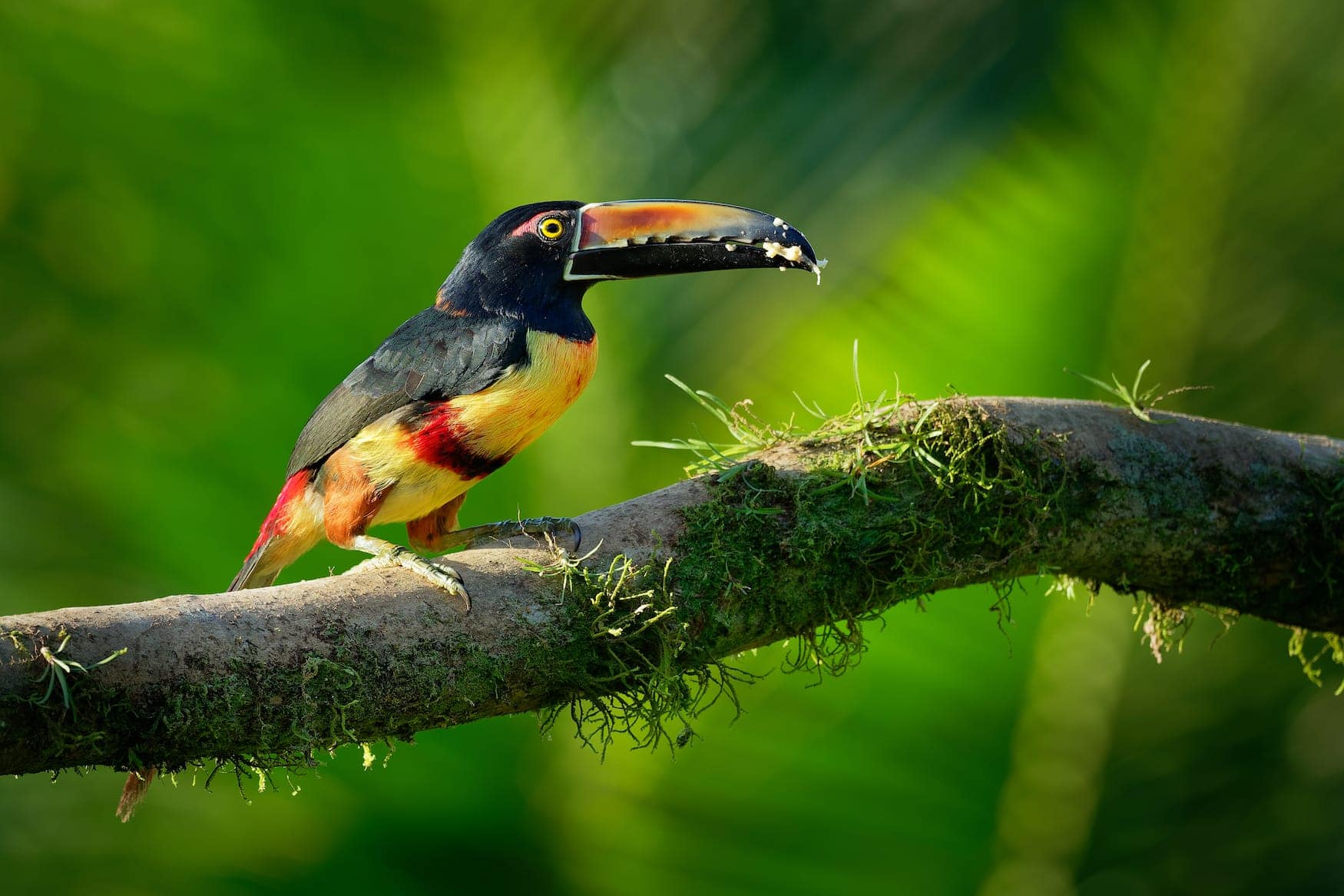 Bunter Tukan auf Ast in Regenwald in Panama
