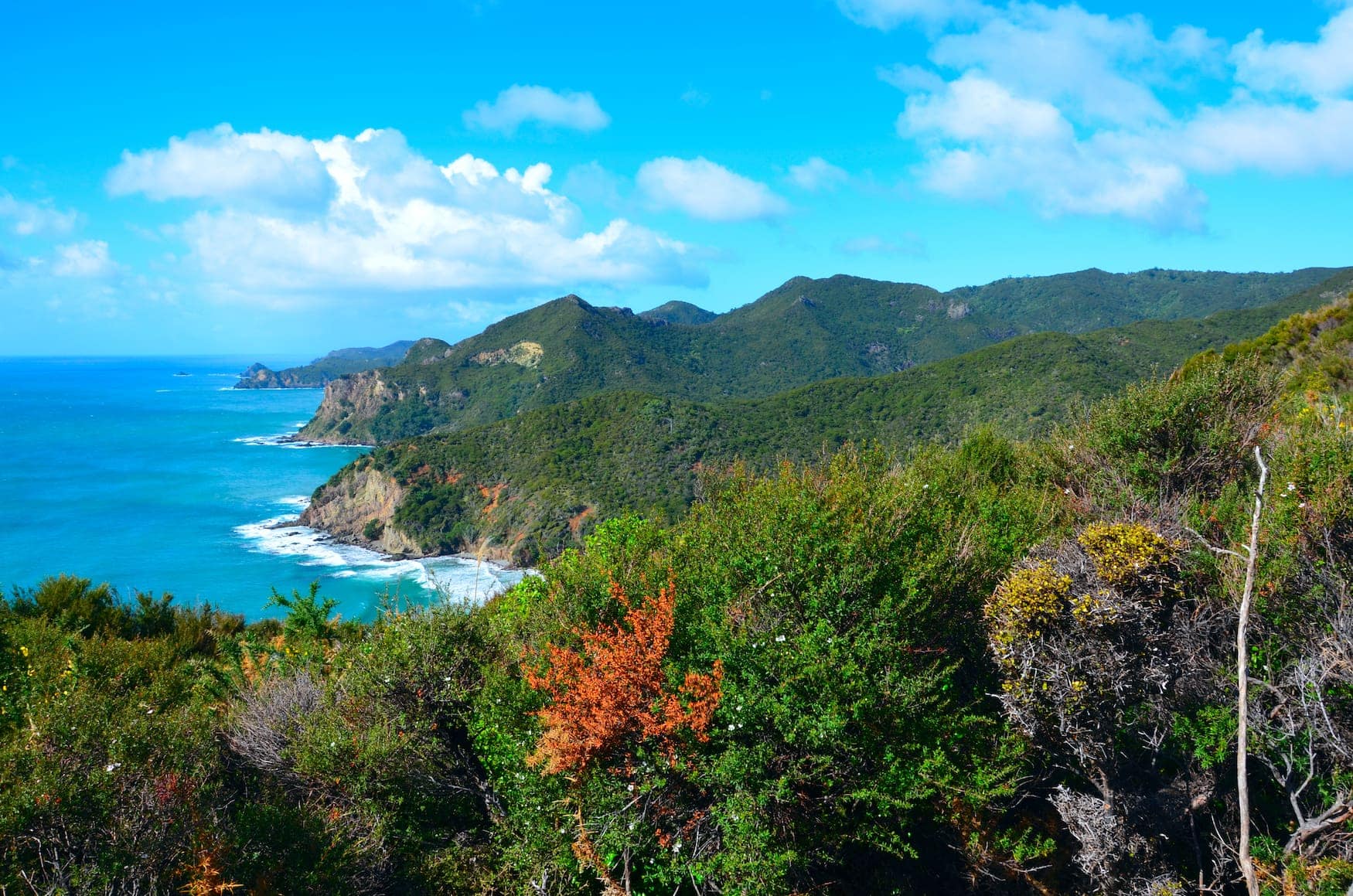 Great Barrier Island in Neuseeland