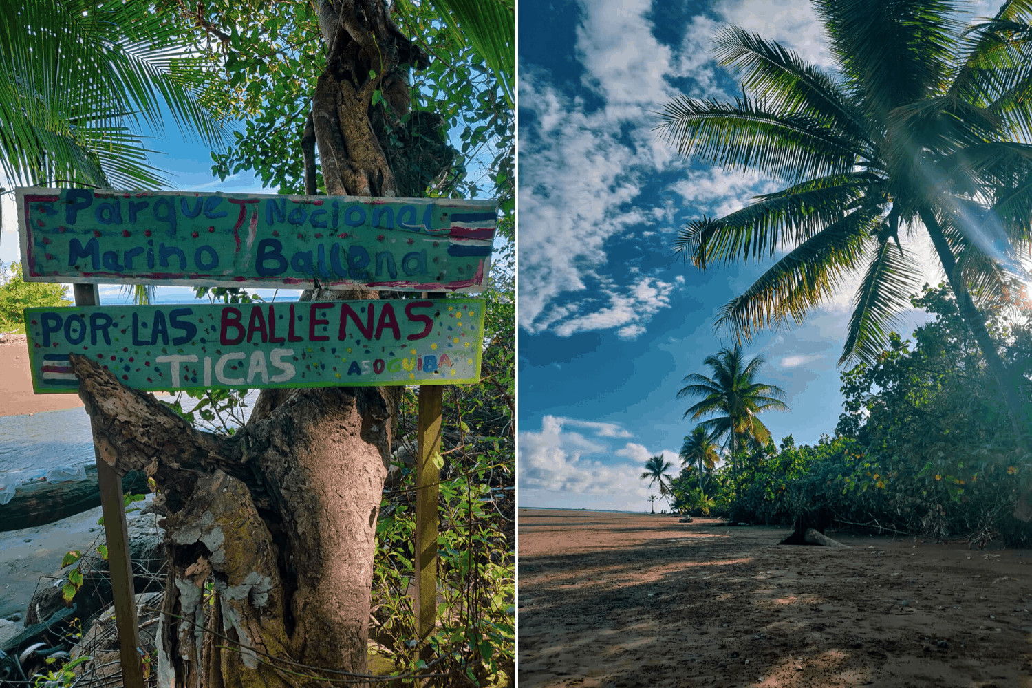Ruhiger Strandabschnitt mit Palmen im Marino Ballena Nationalpark in uvita