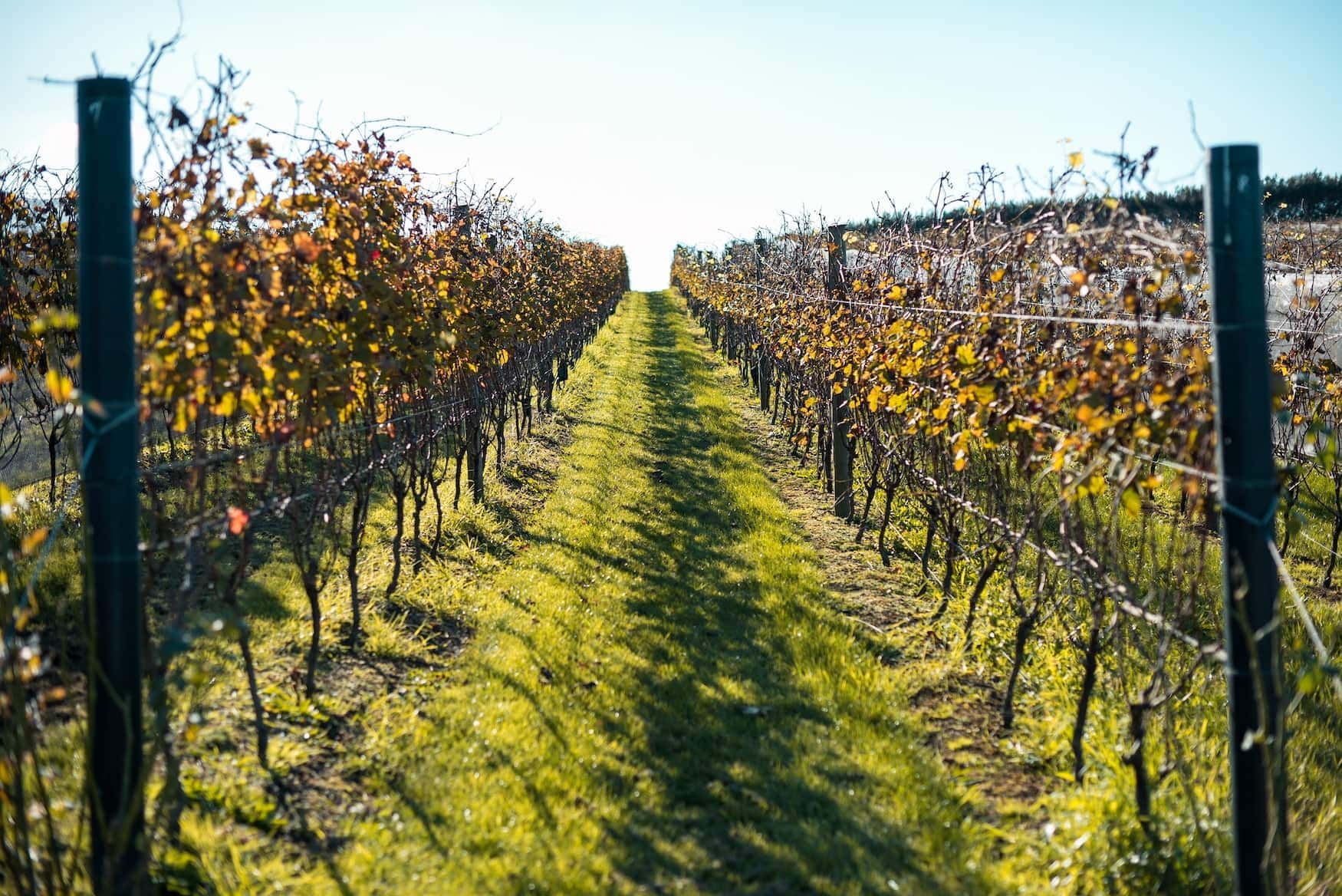 Weinreben auf einer Insel bei Neuseeland