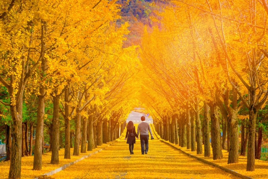 Paar geht entlang einer Allee in Korea