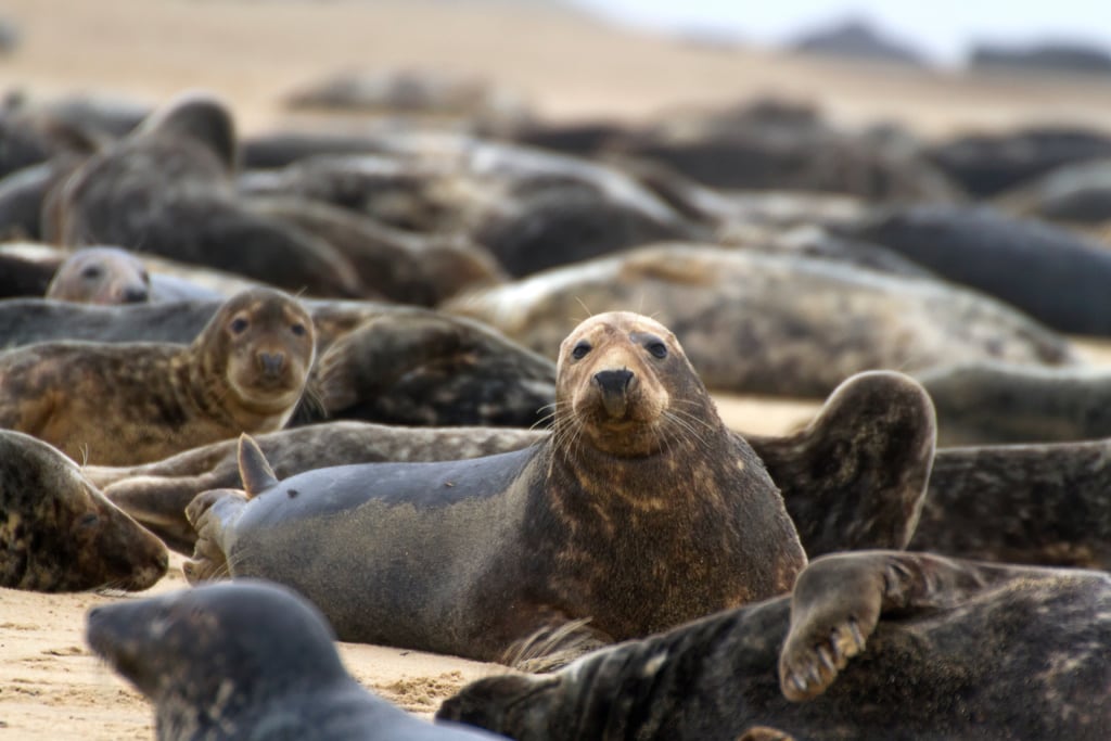 Auf den Blasket Island leben nur Tiere – außer die Bewohner des wohl abgeschiedensten Hotels Irlands.