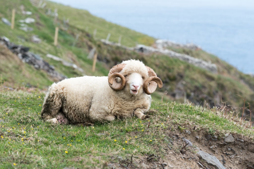 Schafe findet man zur Genüge auf der Halbinsel Dingle in Irland.