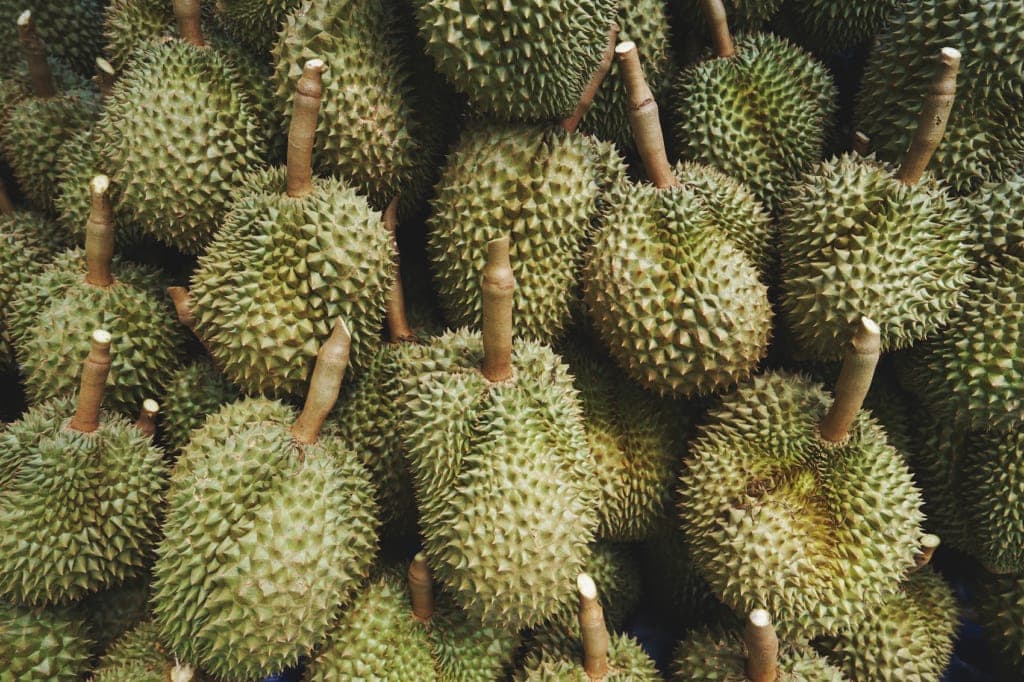 Die Durian, Könnt der Früchte, ist nicht jedermanns Sache. In Mindanao gibt es die besten Früchte der Philippinen.