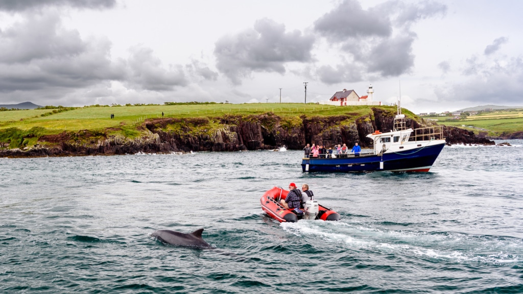 Eine Bootstour zu Fungie ist ein Muss für jeden, der Dingle besucht.