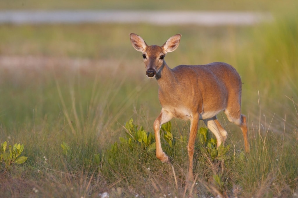 Key Deer auf den Florida Keys