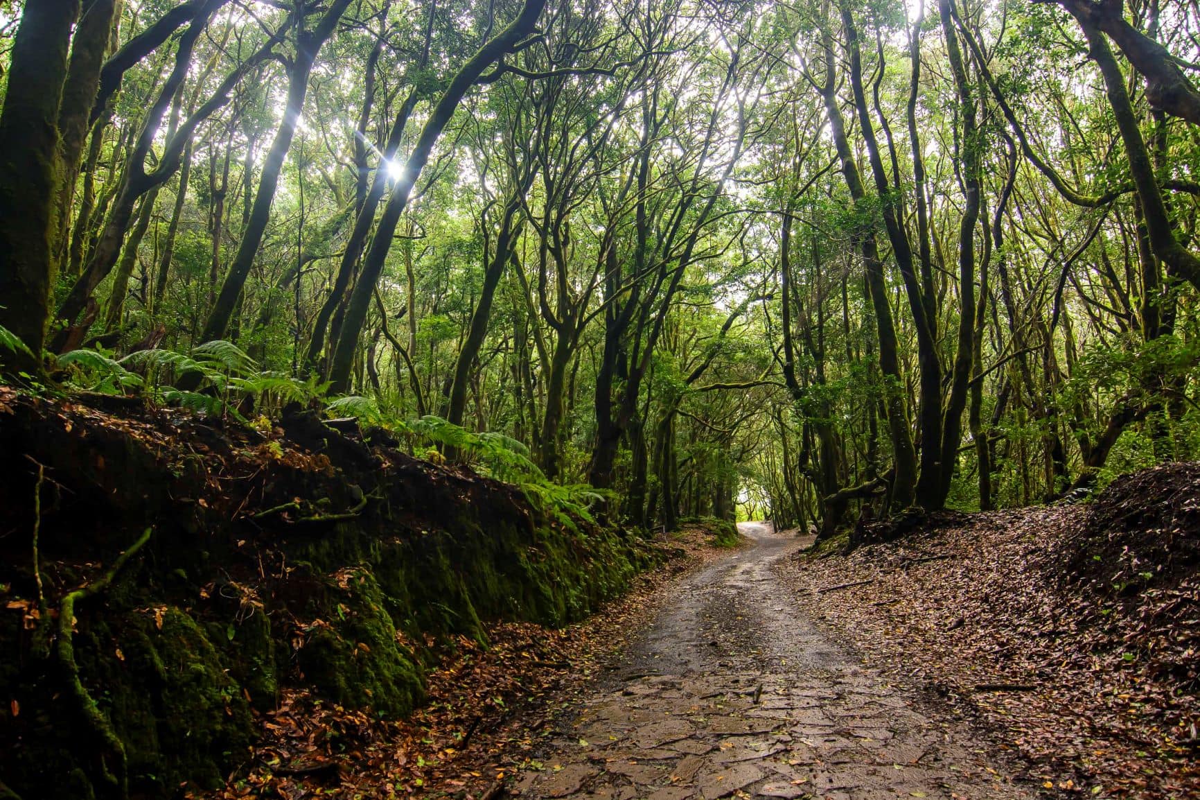 Wanderweg Nationalpark Garajonay 