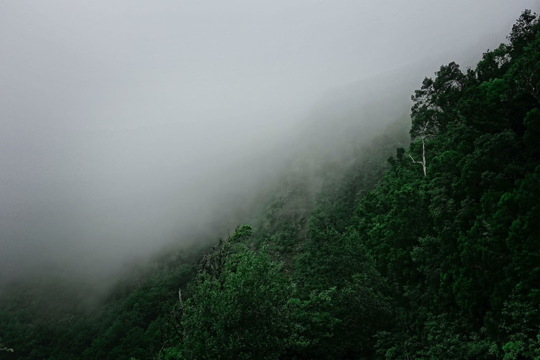 Nebelschwaden auf La Gomera
