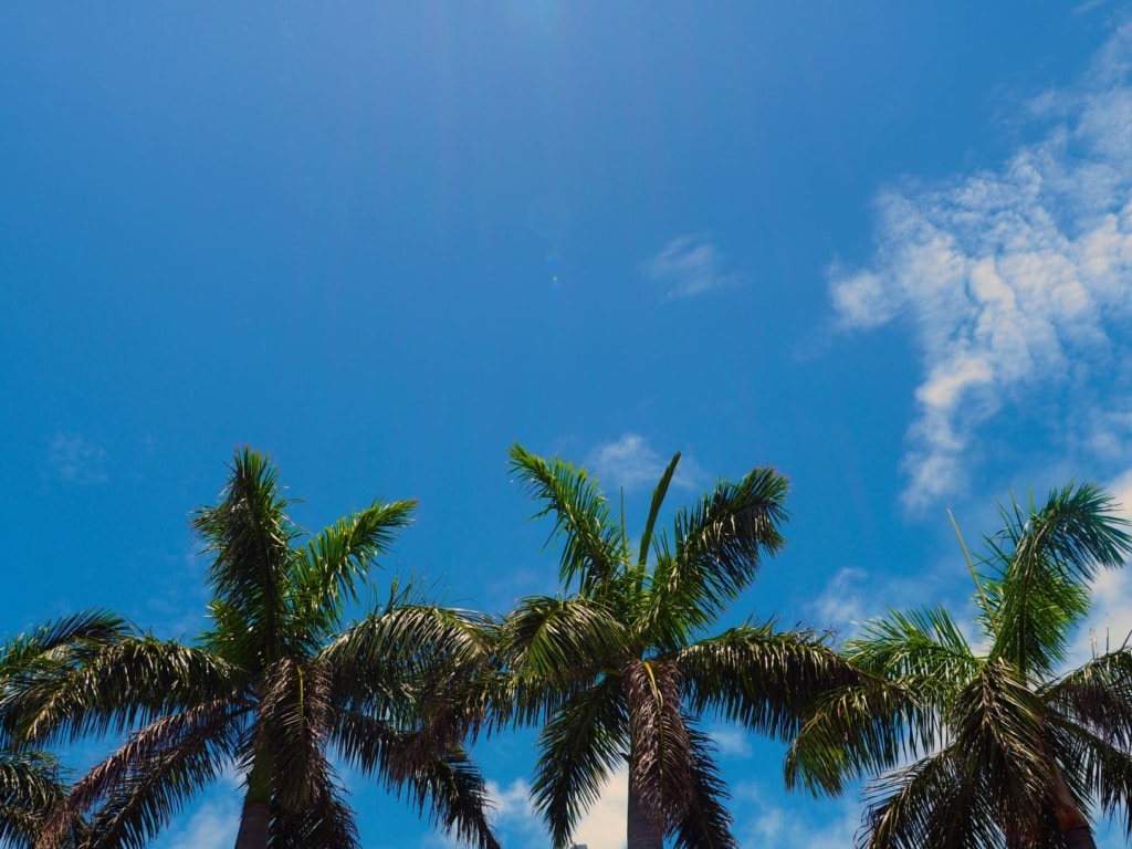Palmen vor blauem Himmel
