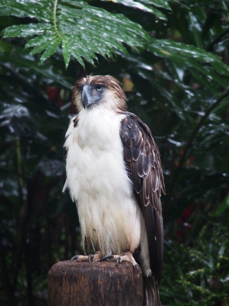 Der Philippinenadler ist ein Symbol für das Aussterben der Tierarten geworden.