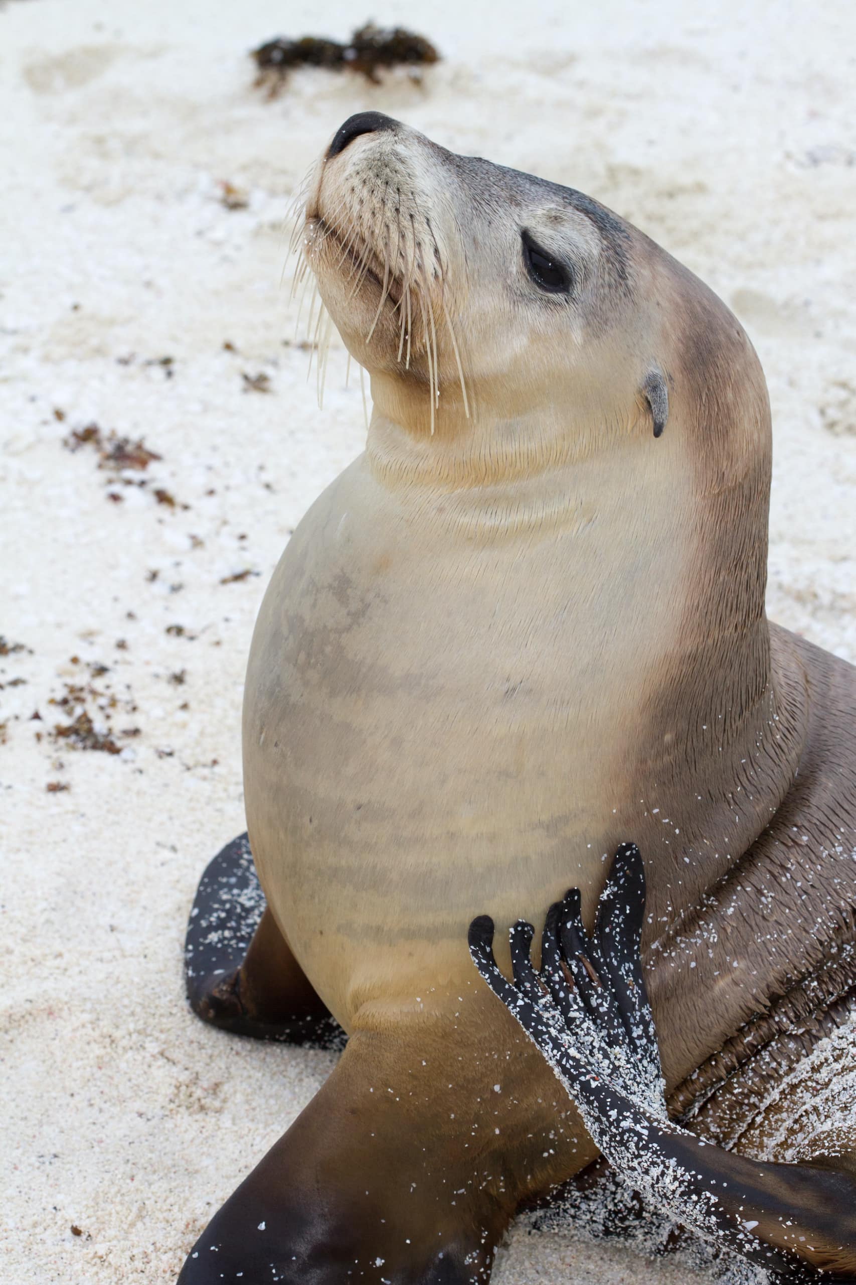Robbe am Strand der Abrolhos Islands