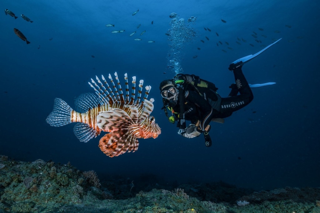 Taucher und Fisch in Mosambik