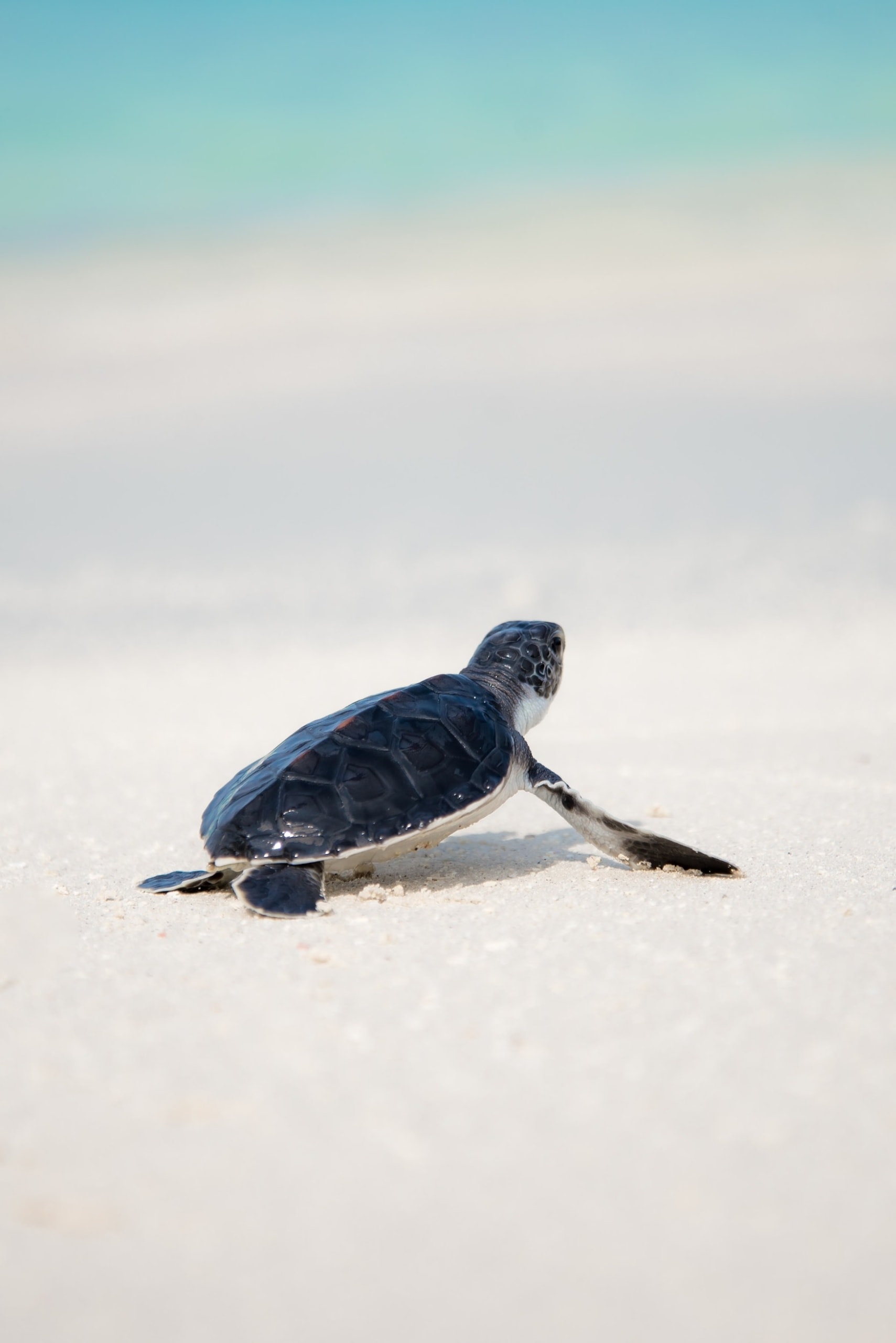 Babyschidkröte tapst auf weißem Sandstrand