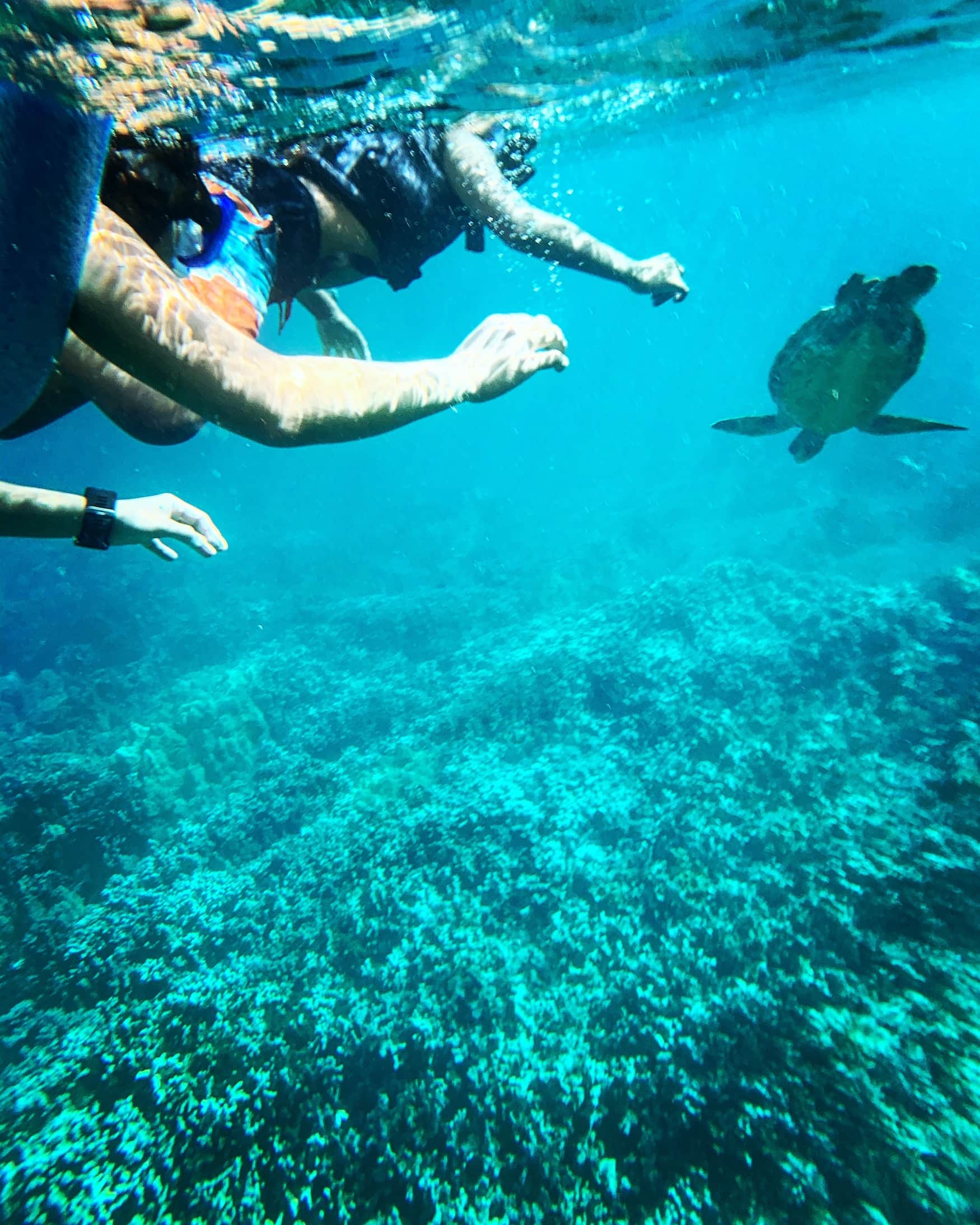 Zwei Taucher schwimmen Schildkröte hinterher