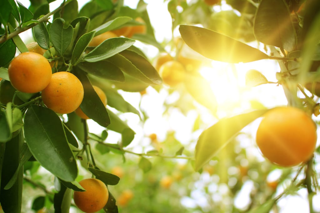 Orangen an einem Baum