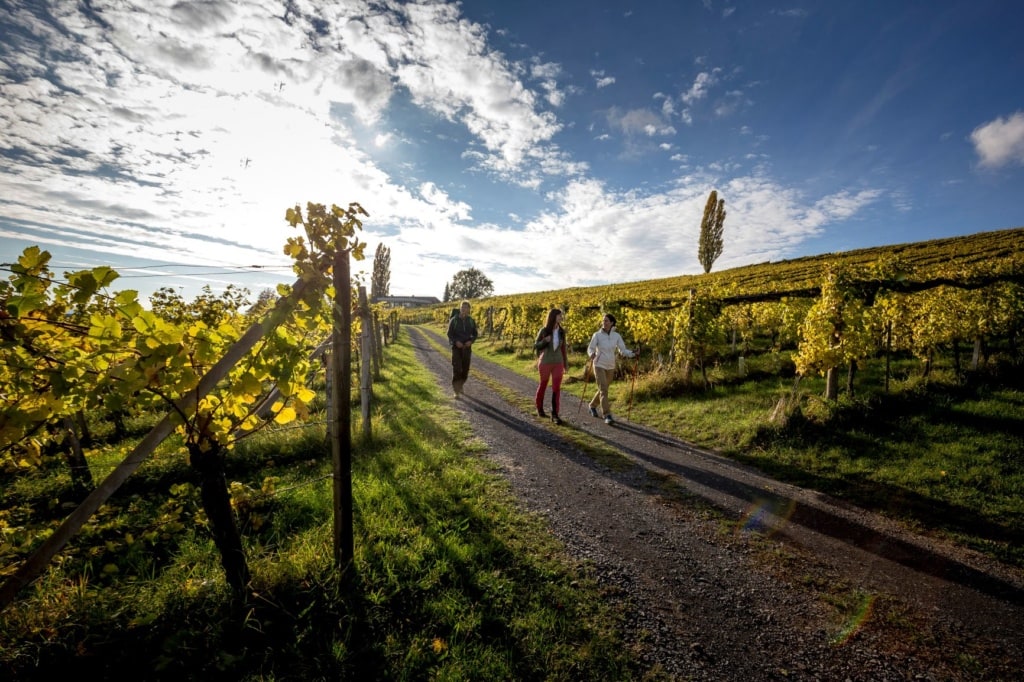Wein- und Apfelgärten in der Steiermark