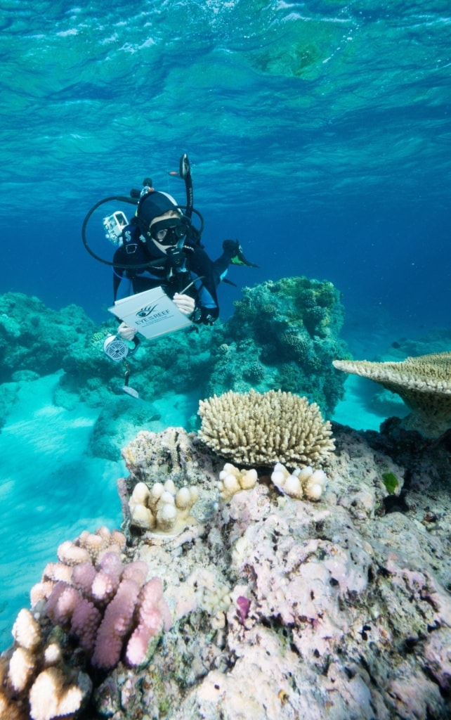 Beim Eye on the Reef Programm können Urlauber selbst zu Meeresschützern werden.