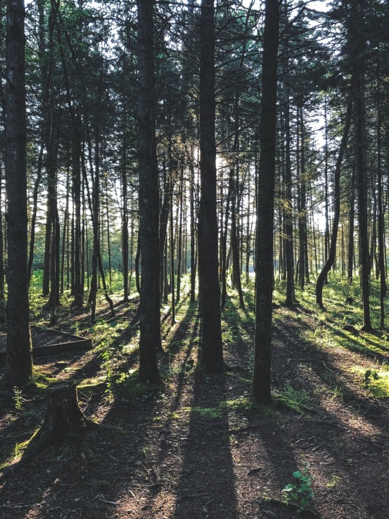 Blick in dichten Wald