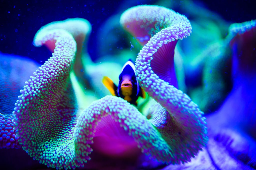Das Great Barrier Reef in Australien ist leider von einer starken Korallenbleiche betroffen.