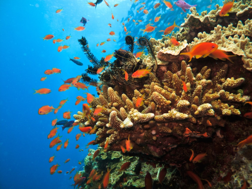 Das Great Barrier Reef ist eines der am geschütztesten Riffe der Welt.