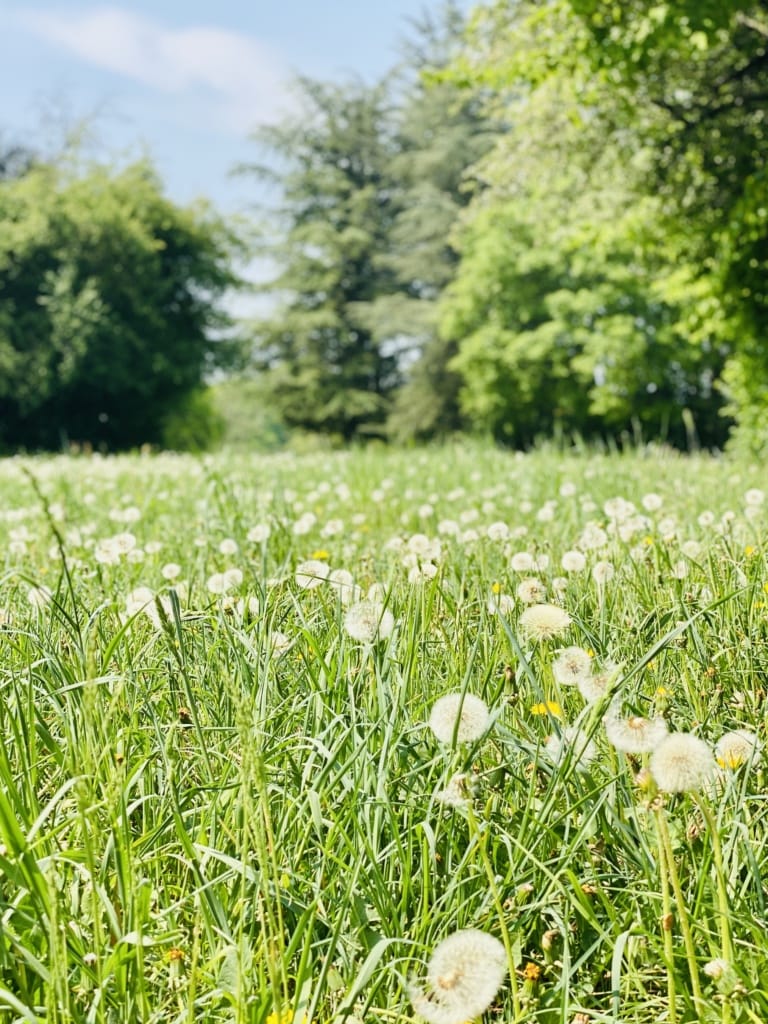 Wiese mit Pusteblumen im Forstbotanischen Garten in Köln