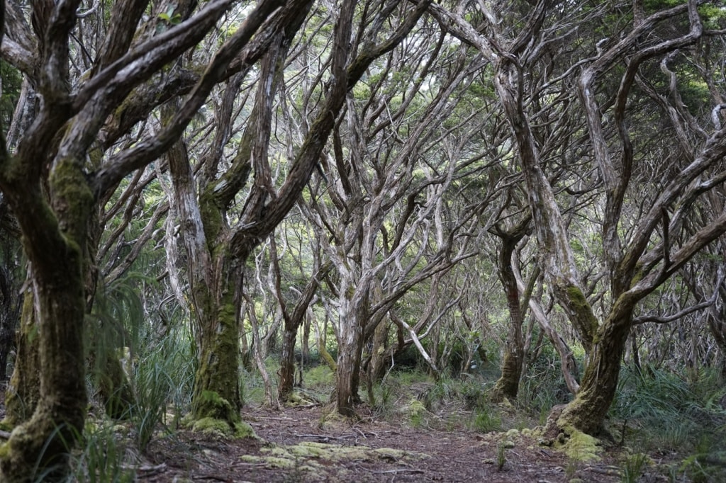Mount Hamiguitan ist eine der Unesco Welterbestätten auf den Philippinen.