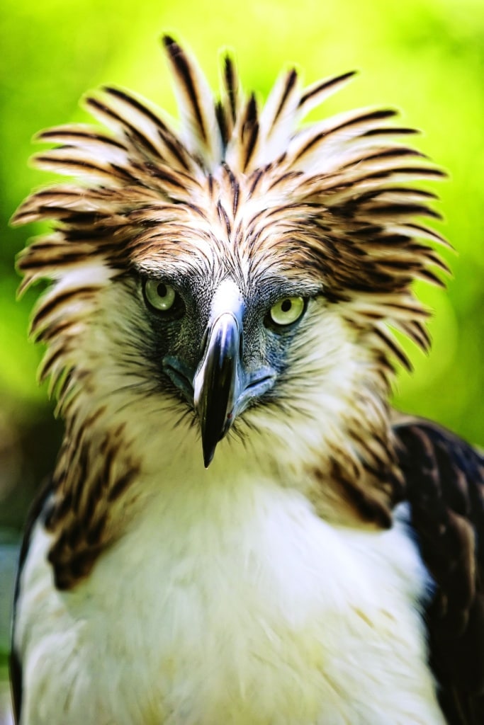 Der Philippinenadler ist eines der am meisten bedrohten Tierarten dieser Welt.