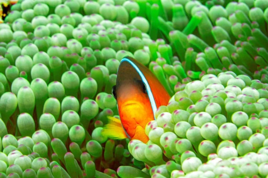 Clownfisch in den Gewässern Fijis
