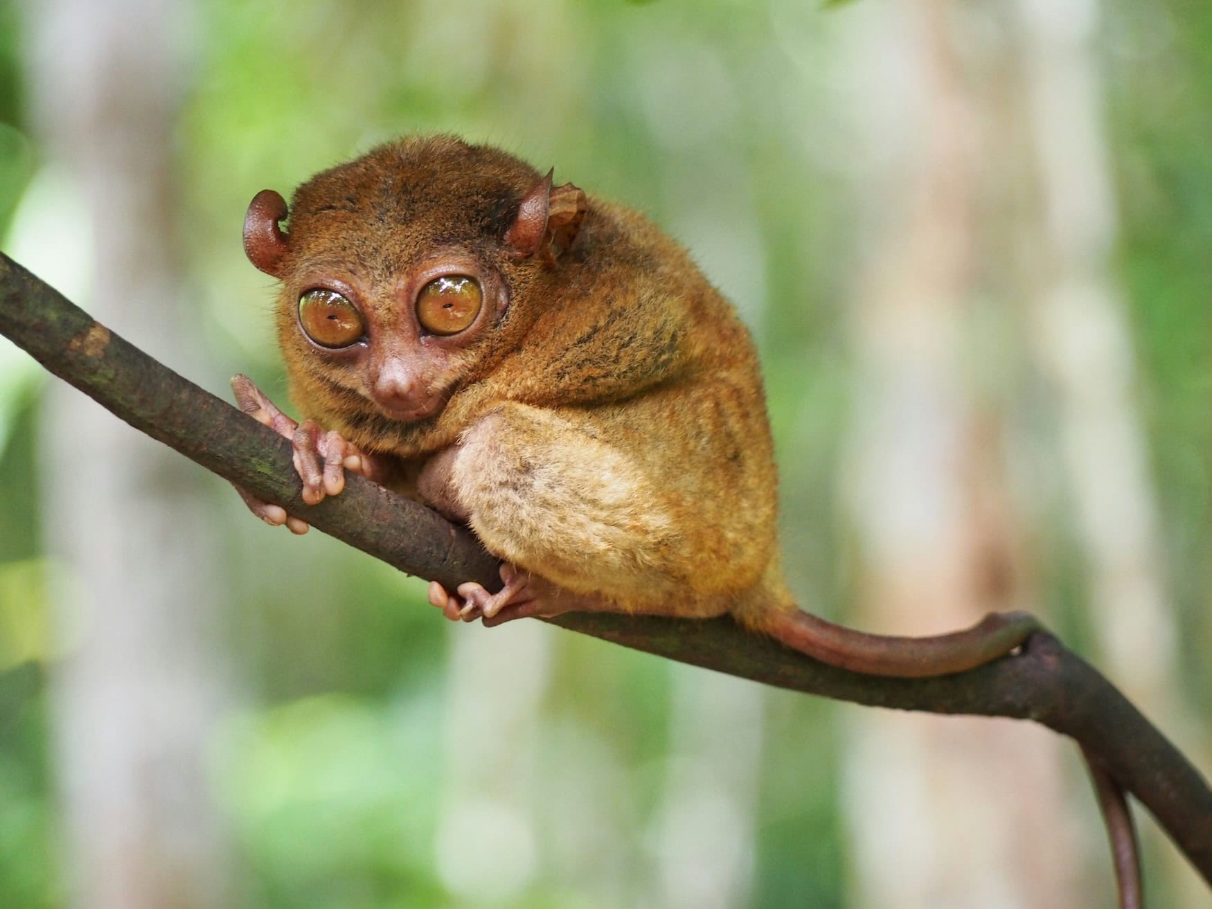 Tarsier-Affen auf den Philippinen