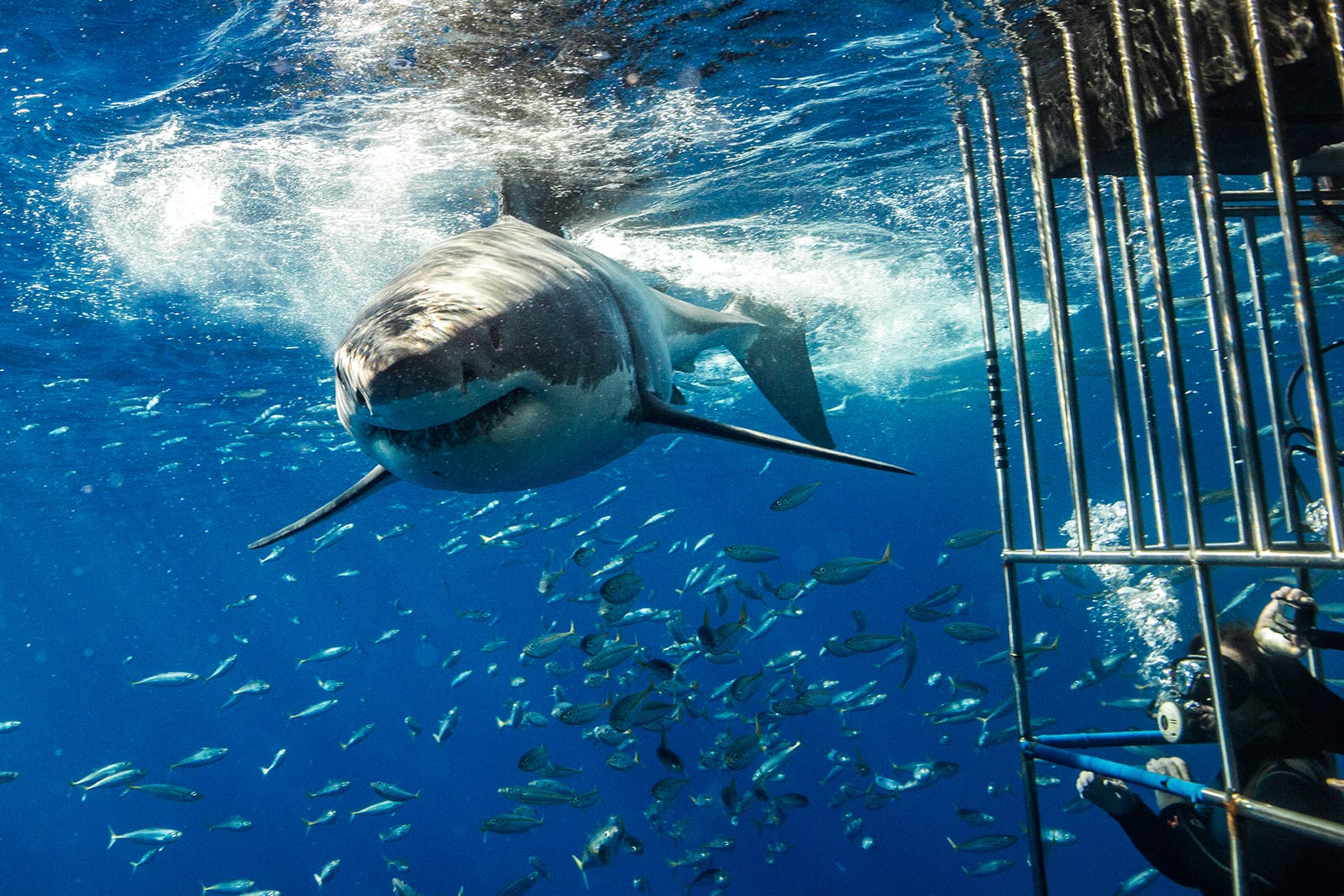 Shark Cave Diving