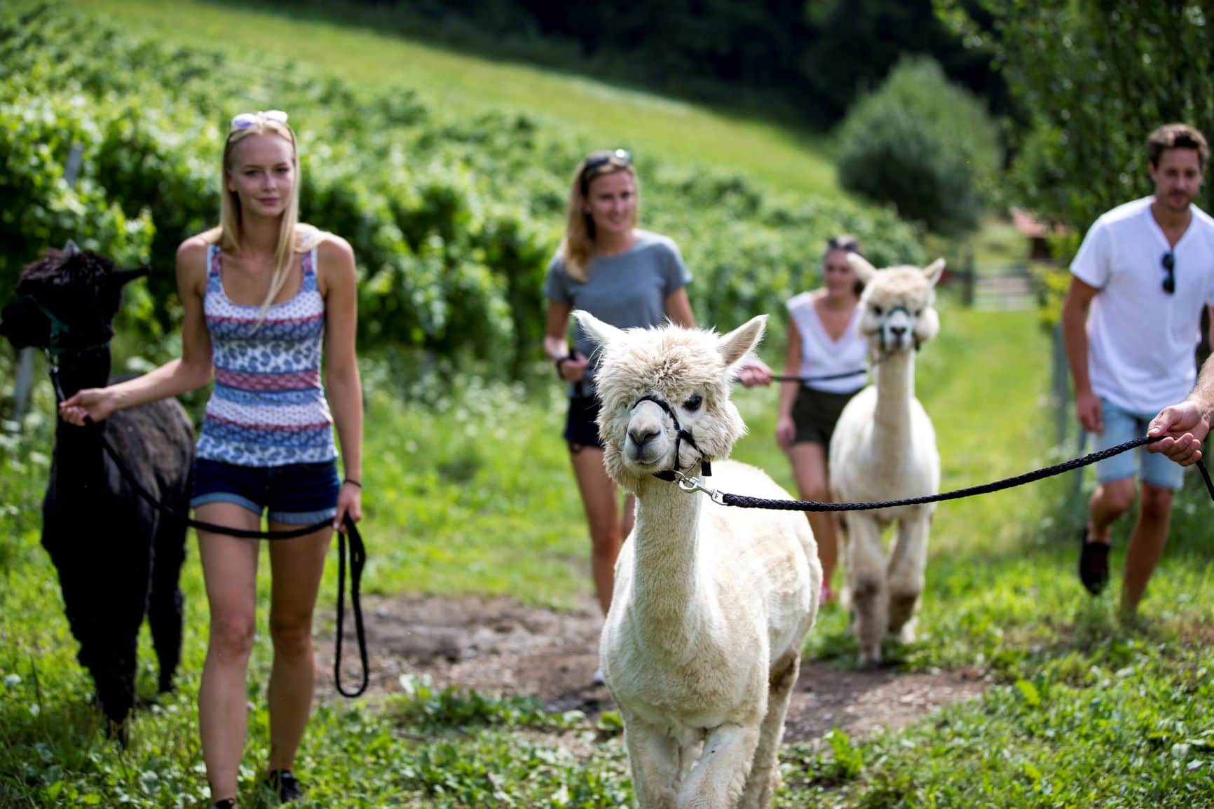Alpakawanderung in der Südsteiermark