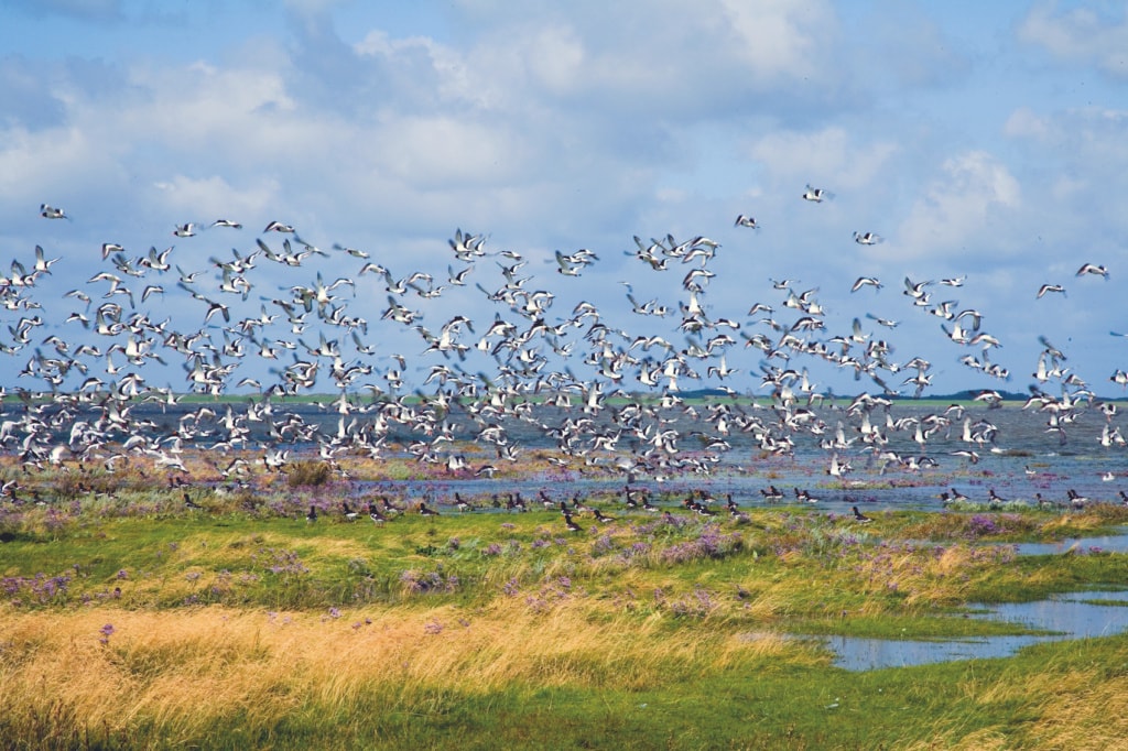 Unser Tipp für die Ostfriesischen Inseln: Borkum
