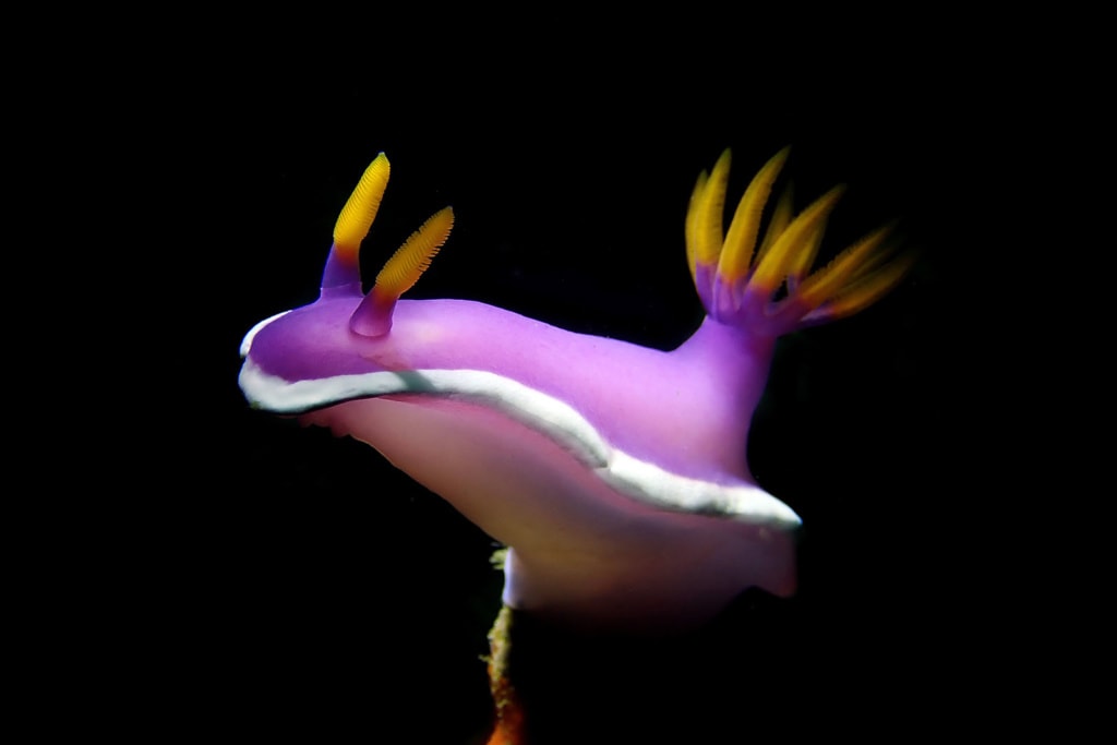 Hypselodoris bullockii - Prachtsternschnecken 