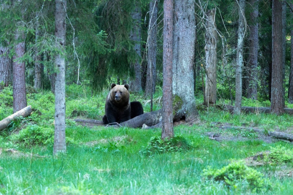 Bär in Estlands Wald